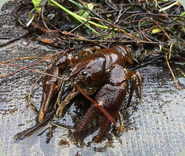 White-clawed crayfish