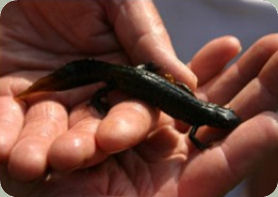 Great Crested Newt