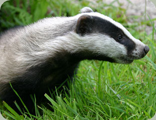 Badger