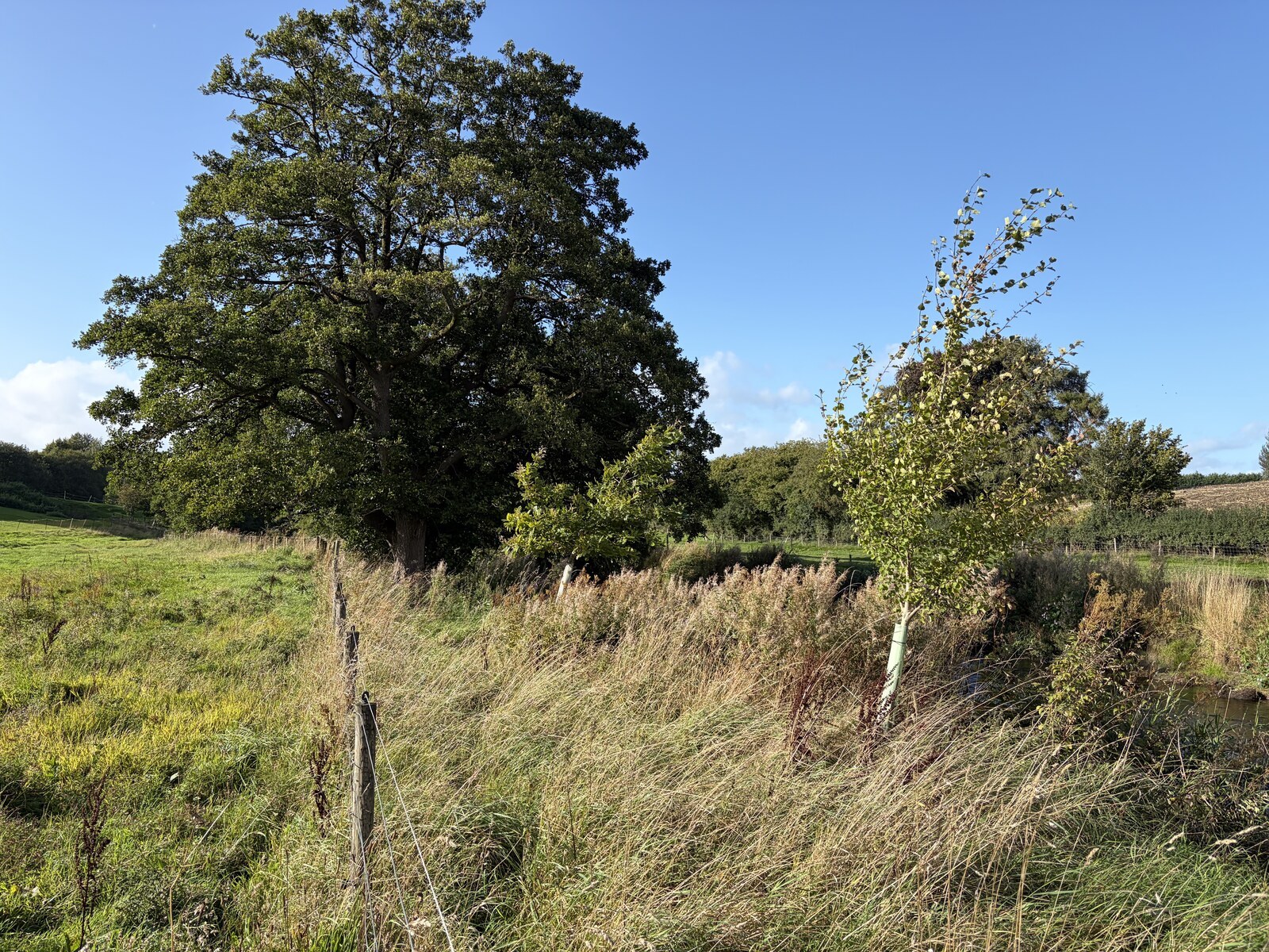 Mature riverside alders with livestock excluded by fencing