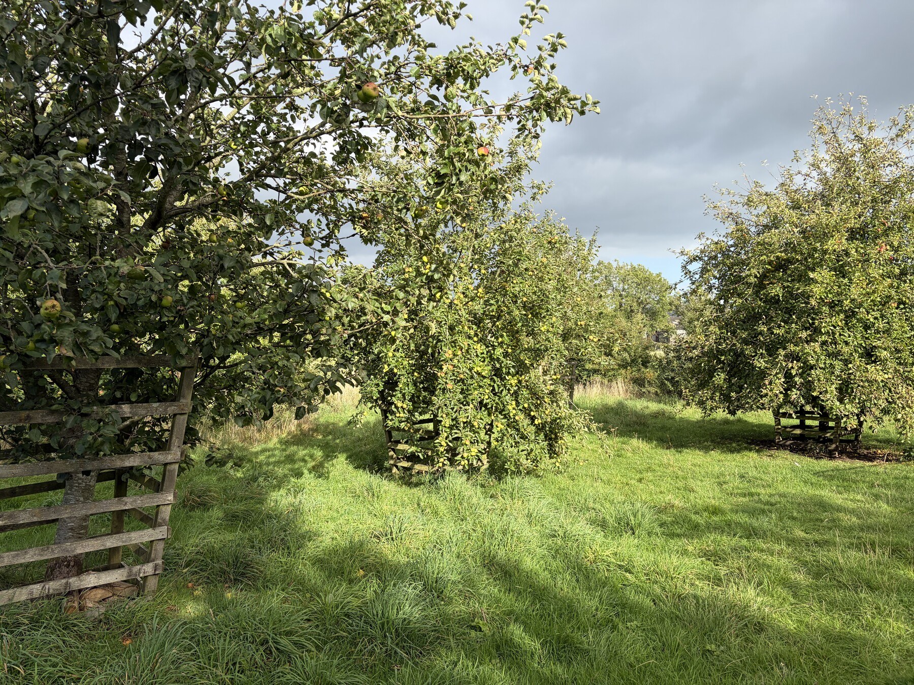 Fruit trees in the traditional orchard at Ellers Meadow