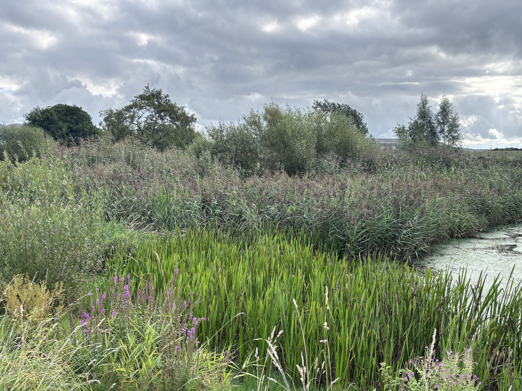 Reedbeds and vegetation around the wildlife pond