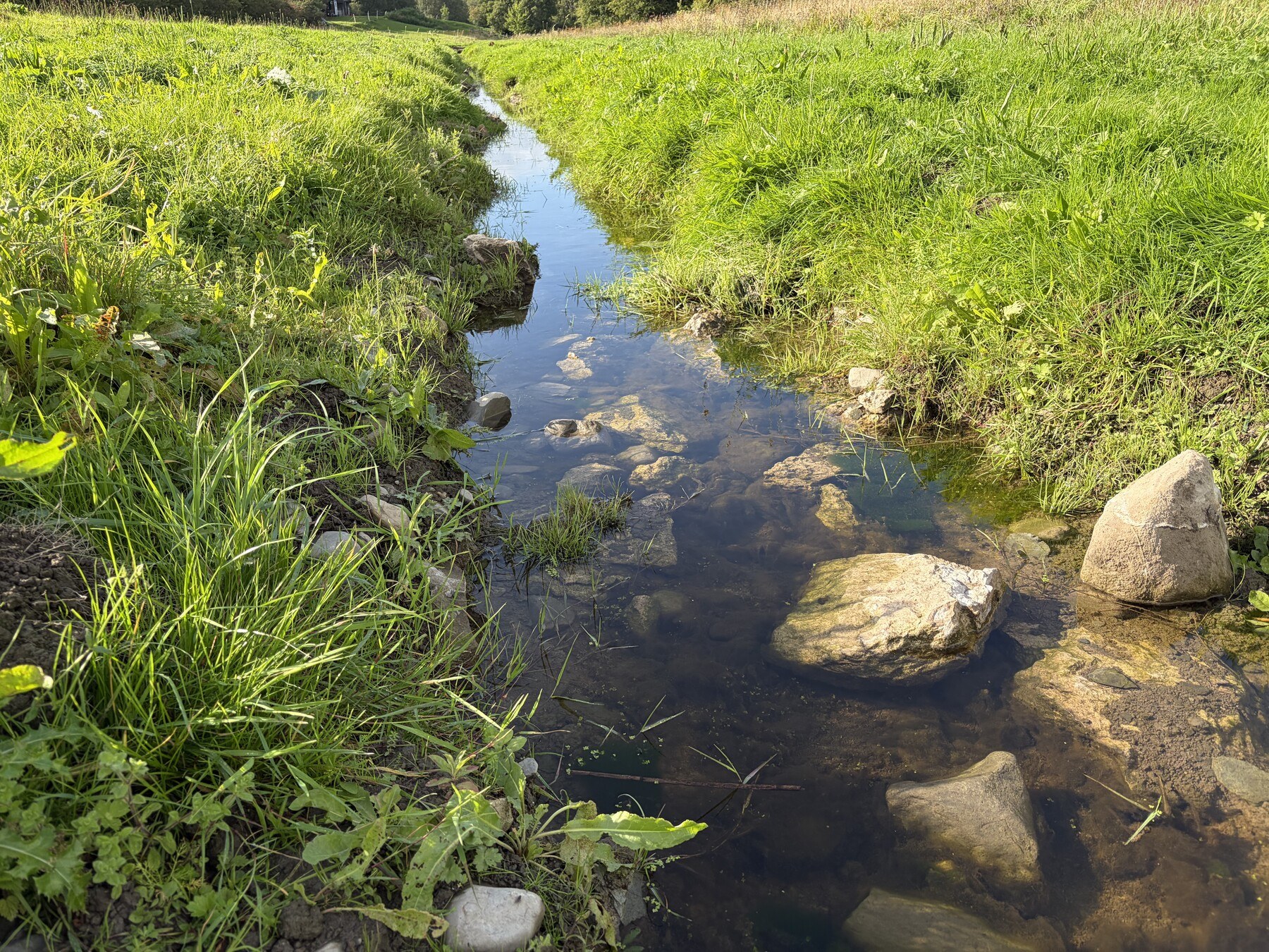 The reopened stream flowing through grassy banks