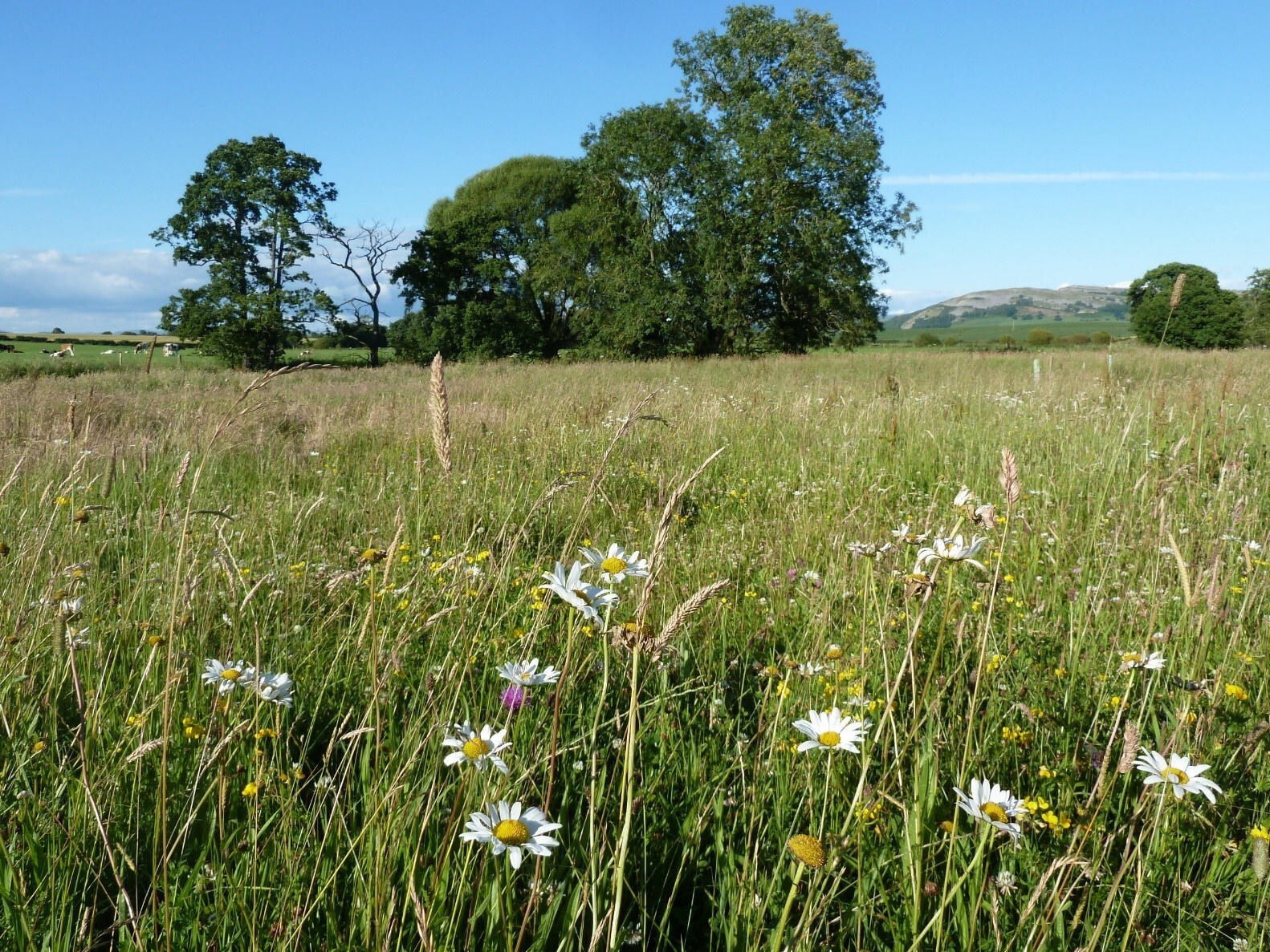 Wildflowers growing in the meadow beneath mature trees